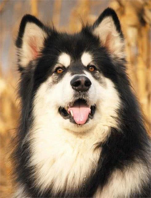 世界上个头最小却最有力量勇气的烈性犬:罗威纳真心好犬