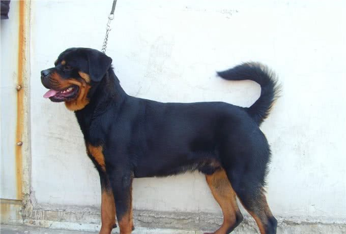 世界上个头最小却最有力量勇气的烈性犬:罗威纳真心好犬