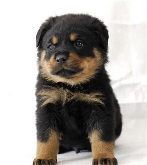世界上个头最小却最有力量勇气的烈性犬:罗威纳真心好犬