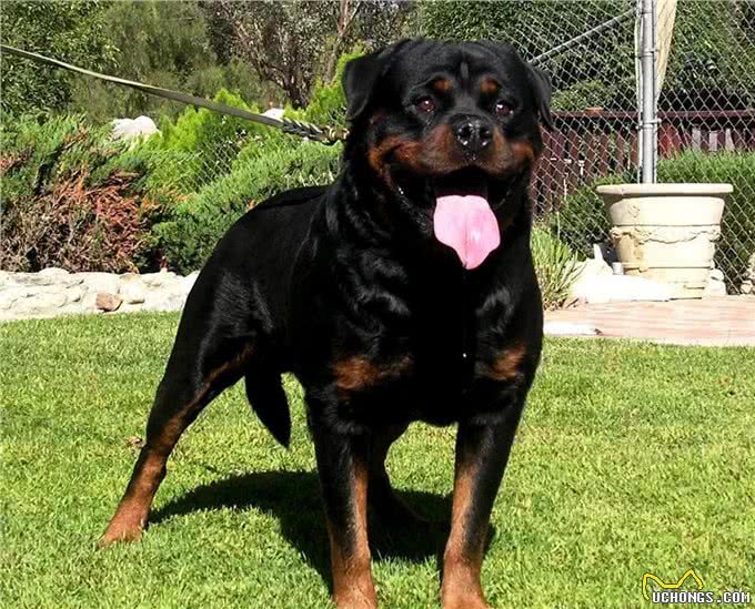 世界上个头最小却最有力量勇气的烈性犬:罗威纳真心好犬