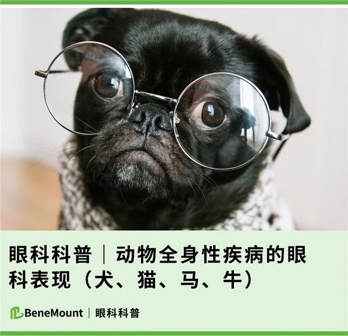 眼科科普|动物全身性疾病的眼科表现(犬、猫、马、牛)