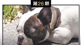 春季高发!狗狗感冒的症状与预防