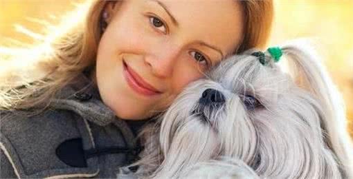 国产狗西施犬值得饲养吗?看完这5点，你就能下决定了