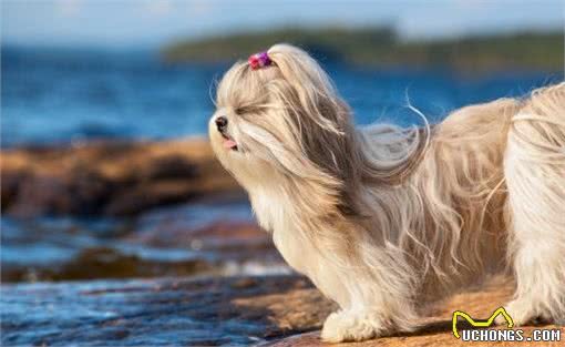 国产狗西施犬值得饲养吗?看完这5点，你就能下决定了