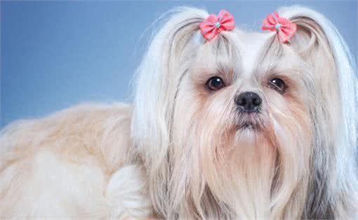 国产狗西施犬值得饲养吗?看完这5点，你就能下决定了