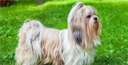 国产狗西施犬值得饲养吗?看完这5点，你就能下决定了