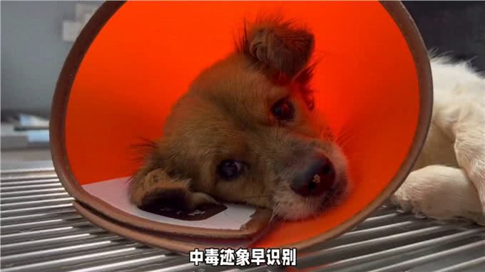 养狗知识科普，狗狗中毒有什么症状你知道吗?别慌