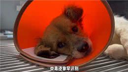 养狗知识科普，狗狗中毒有什么症状你知道吗?别慌