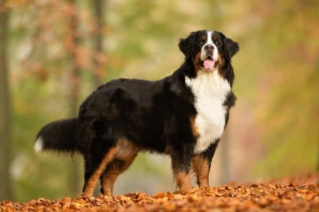 每日一犬-伯恩山犬