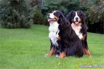 每日一犬-伯恩山犬