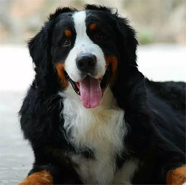 每日一犬-伯恩山犬