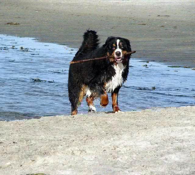 每日一犬-伯恩山犬