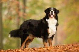 每日一犬-伯恩山犬