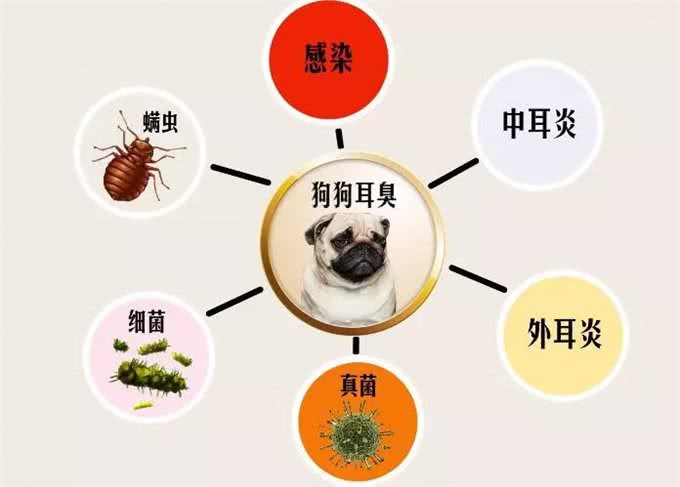 狗狗身上有异味，原来是耳屎在捣鬼!