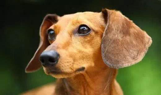 狗狗身上有异味，原来是耳屎在捣鬼!