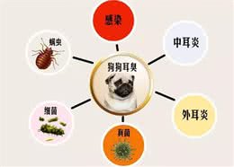 狗狗身上有异味，原来是耳屎在捣鬼!