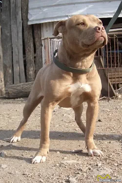 合肥禁养39犬种-比特犬(别称:比特斗牛犬)
