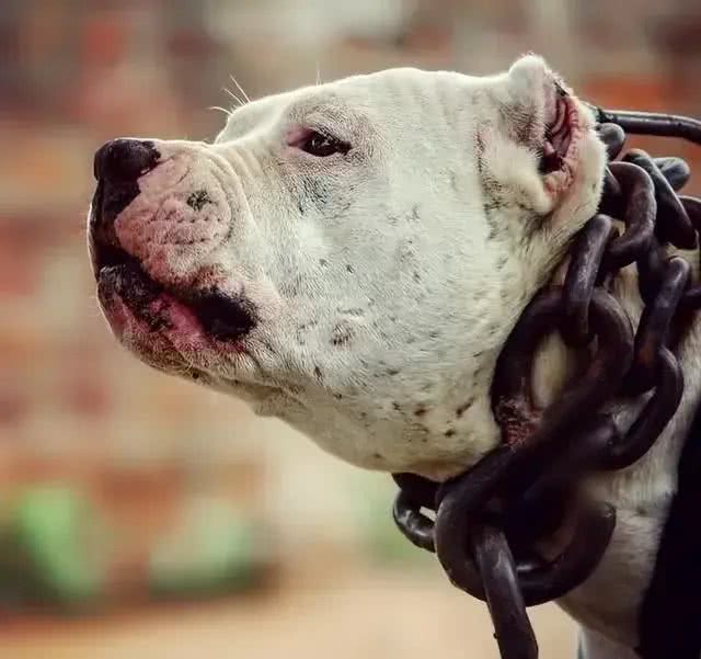 合肥禁养39犬种-比特犬(别称:比特斗牛犬)