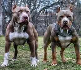 合肥禁养39犬种-比特犬(别称:比特斗牛犬)