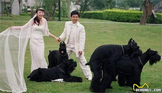 巨型雪纳瑞有哪些优秀性格能让人喜欢，你是否想要养一只呢