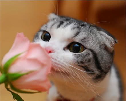 猫中的贵族可爱又呆萌—苏格兰折耳猫