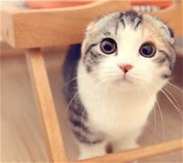猫中的贵族可爱又呆萌—苏格兰折耳猫