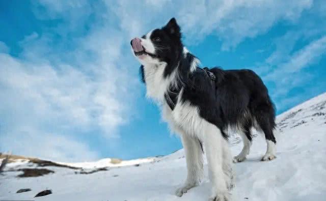 边境牧羊犬:一种智商与长相成正比的狗狗了解后，爱了