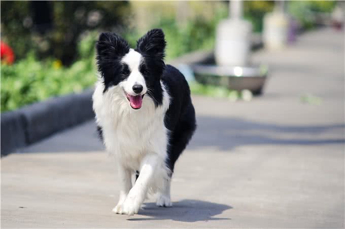 边境牧羊犬:一种智商与长相成正比的狗狗了解后，爱了