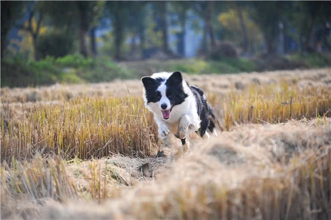 边境牧羊犬:一种智商与长相成正比的狗狗了解后，爱了