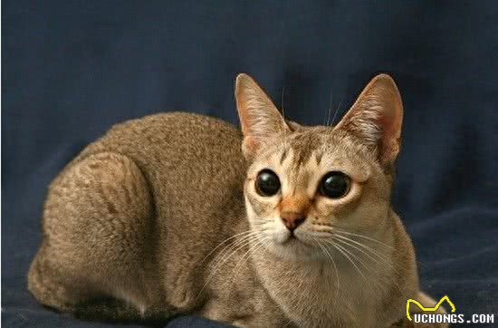 世界上体积最小的猫—新加坡猫