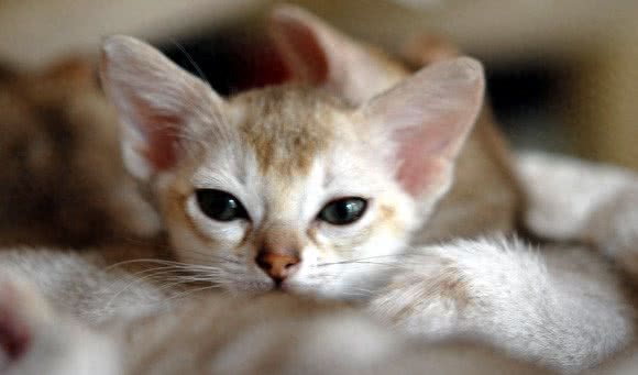 世界上体积最小的猫—新加坡猫