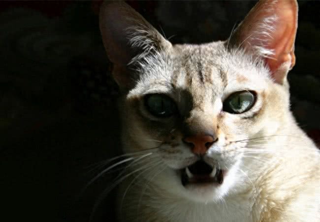 世界上体积最小的猫—新加坡猫