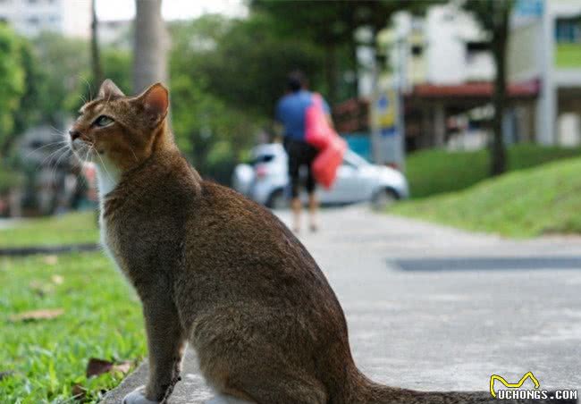 世界上体积最小的猫—新加坡猫