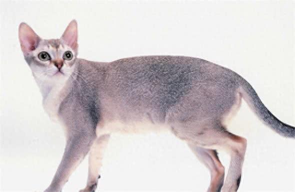世界上体积最小的猫—新加坡猫
