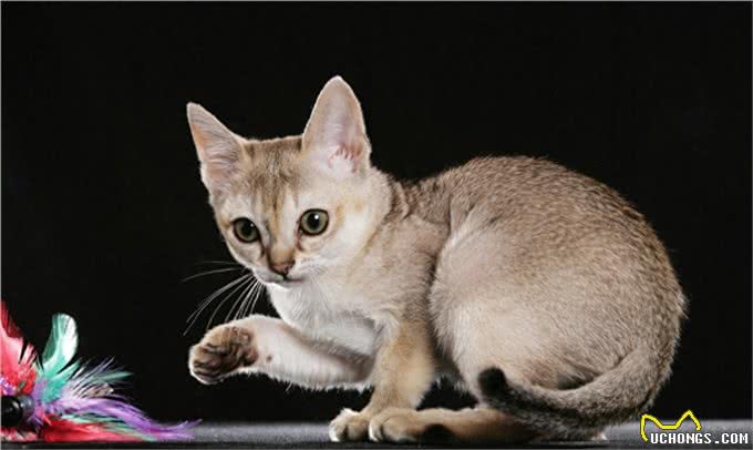 世界上体积最小的猫—新加坡猫