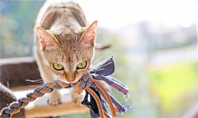 世界上体积最小的猫—新加坡猫