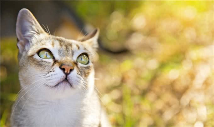 世界上体积最小的猫—新加坡猫