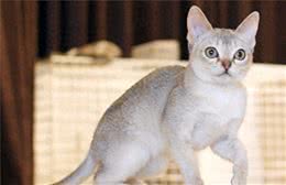 世界上体积最小的猫—新加坡猫