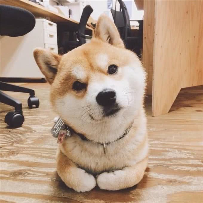 特别耐寒的6种狗狗，下雪后带出门，就很难带回来了