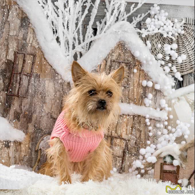 特别耐寒的6种狗狗，下雪后带出门，就很难带回来了