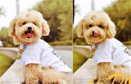 如何买到称心如意的贵宾犬