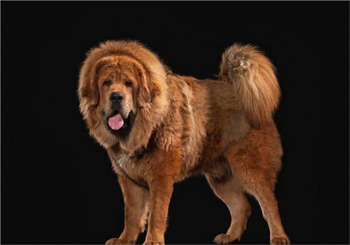 世界最凶猛的犬种藏獒犬，它来自西藏吗?