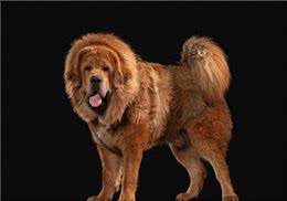 世界最凶猛的犬种藏獒犬，它来自西藏吗?