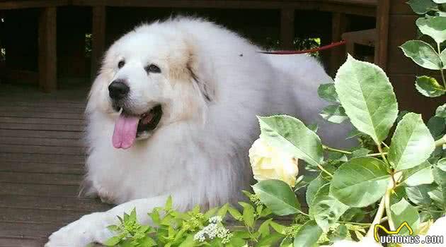 听说有人在家养北极熊?小号北极熊大白熊犬了解一下