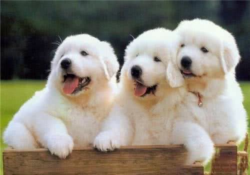 听说有人在家养北极熊?小号北极熊大白熊犬了解一下