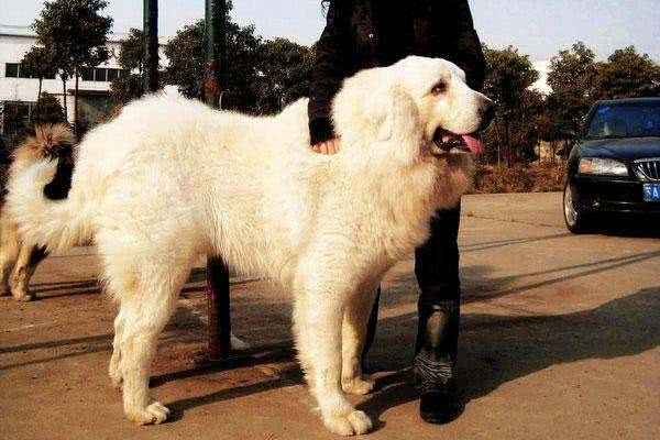 听说有人在家养北极熊?小号北极熊大白熊犬了解一下