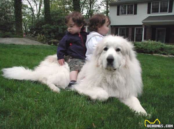 听说有人在家养北极熊?小号北极熊大白熊犬了解一下