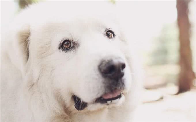 听说有人在家养北极熊?小号北极熊大白熊犬了解一下
