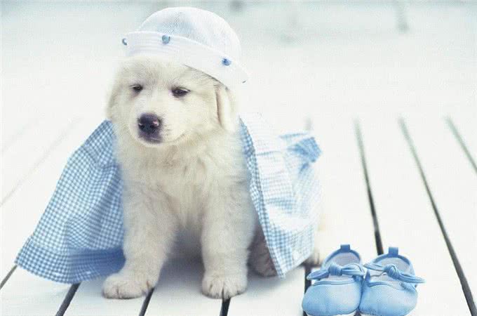 听说有人在家养北极熊?小号北极熊大白熊犬了解一下