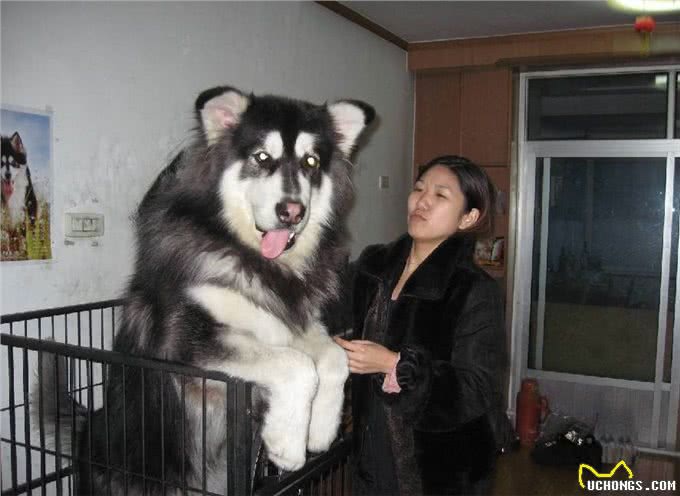 这些狗才是真正的四脚吞金兽，养它们太烧钱